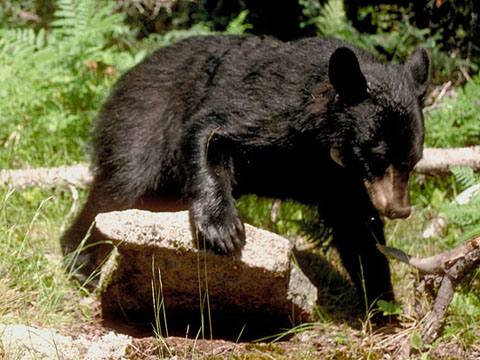 yearling_lifting_rock